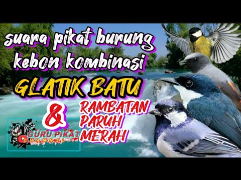 suara pikat burcil terbaru kombinasi gelatik batu dan rambatan paruh merah