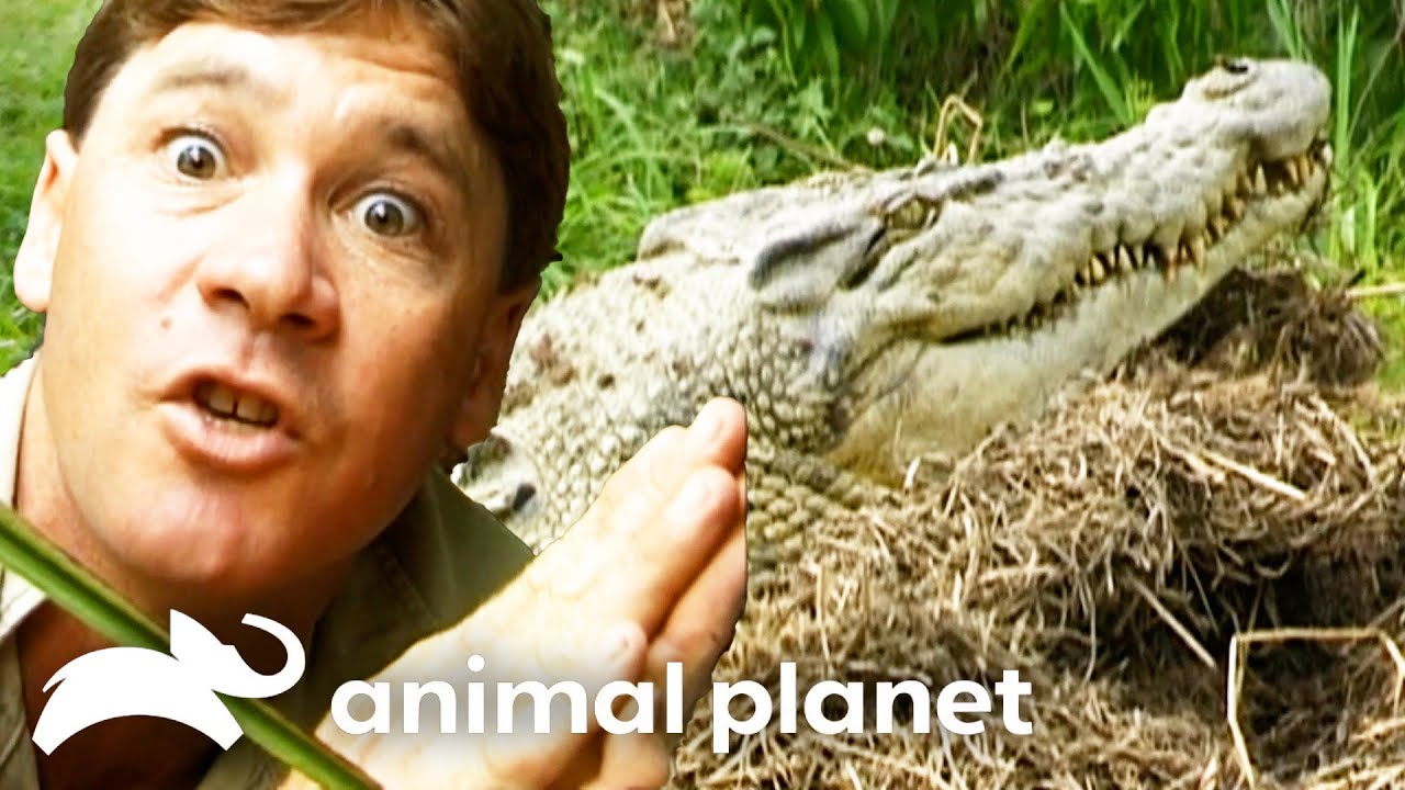 Killer Momma Croc Defends Her Eggs! | The Crocodile Hunter | Animal Planet