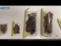 U.S. museum curator detained in Turkey for trying to smuggle dead spiders, scorpions  - 00:57 min - News - Video
