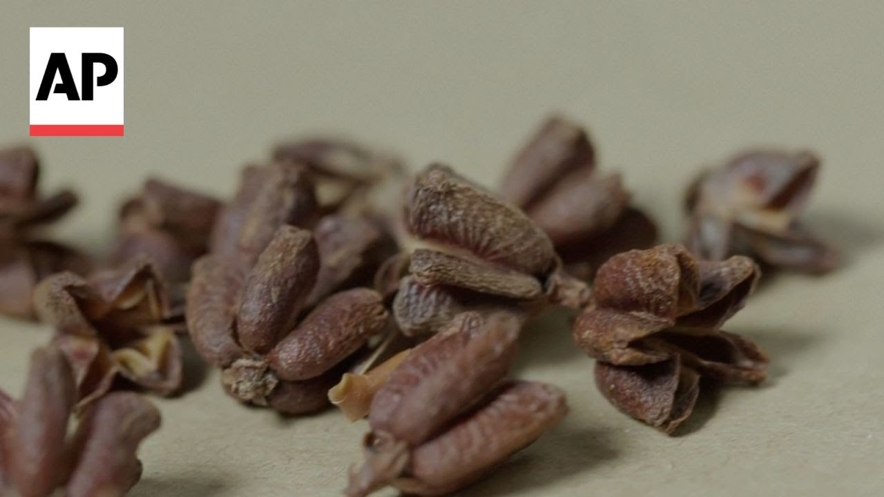 Inside the frozen vault where scientists are preserving the world’s plants for the future