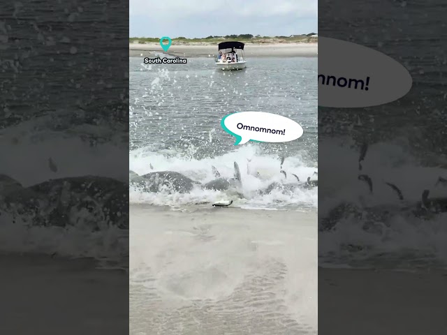 Dolphins' Strand Feeding Push Fish Bounty to Shore || ViralHog Shorts