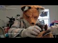 Staff at Virginia wildlife center dress up as red foxes as they care for orphaned kit  - 00:42 min - News - Video