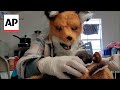 Staff at Virginia wildlife center dress up as red foxes as they care for orphaned kit
