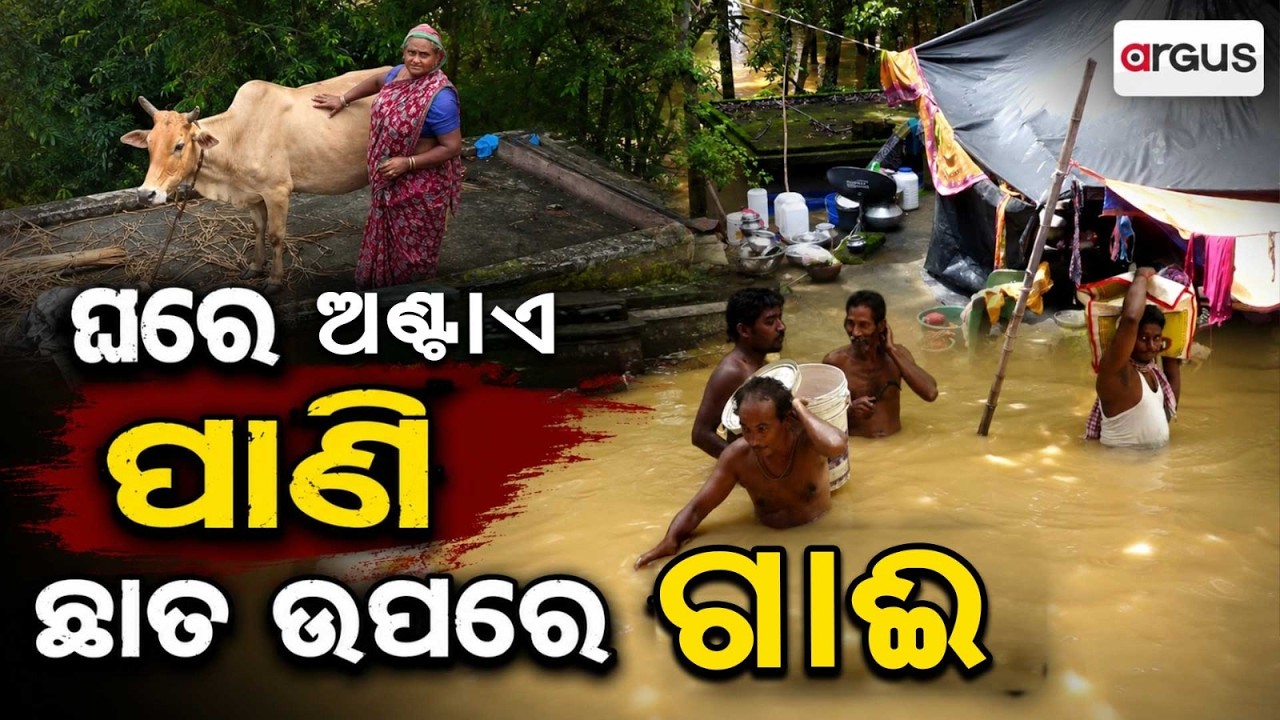 ଛାତ ଉପରେ ଗାଈ... | Bhadrak Flood | People Living With Cattle On Roof In Dhamnagar | Argus News