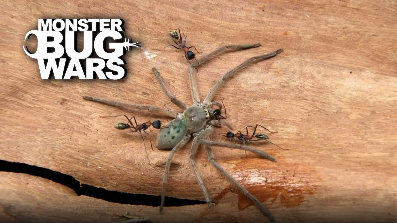 Ant vs. Huntsman: Who Will Triumph? | Monster Bug Wars | Full Episode | S1 E6
