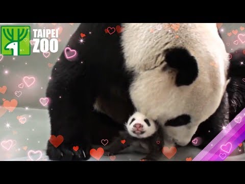 El apasionado momento en el que un bebé panda vuelve a abrazar a su madre  tras estar un tiempo separados