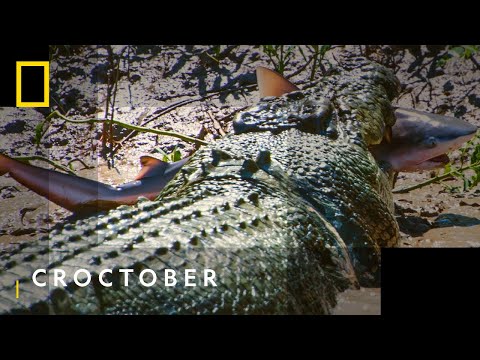 Croc That Ate Jaws'