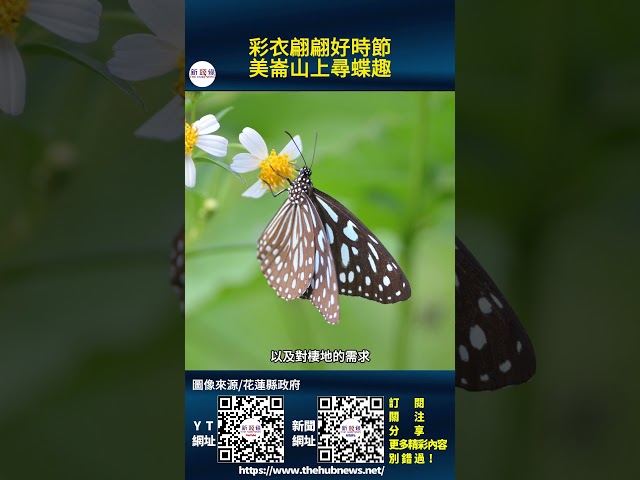 影音/彩衣翩翩好時節 美崙山上尋蝶趣