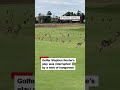 See mob of kangaroos invade golf course  - 00:29 min - News - Video