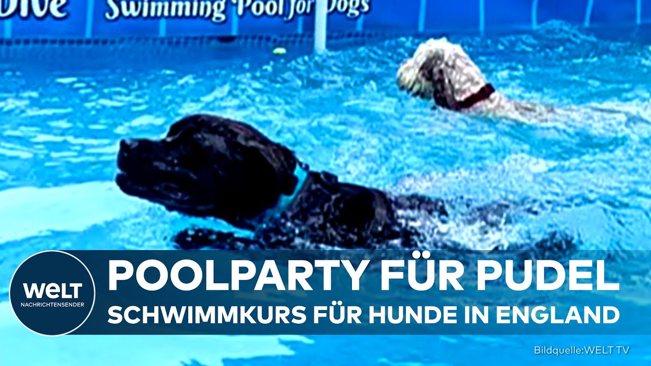 ENGLAND: Hundeschwimmkurs in Kent - Therapie und Spaß im Wasser für Vierbeiner