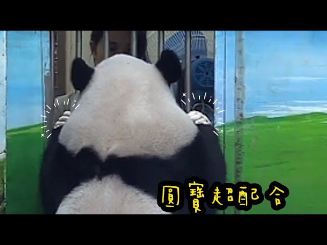 圓寶上課很積極，配合度一百分|熊貓貓熊The Giant Panda Yuan Yuan and Yuan Bao|台北市立動物園