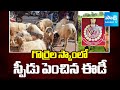 AP Sheep Scam : ED Issue Notice to Shepherds |@SakshiTV