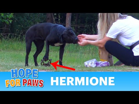 Hermione stepped on a cruel coyote trap and suffered for days until a miracle happened!