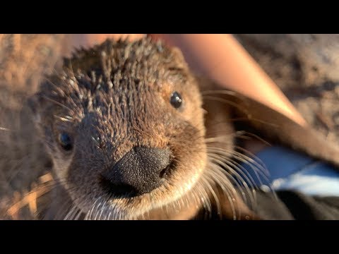 Orphaned Otter {Try Not To Smile} *Rescued and Rehabilitated*