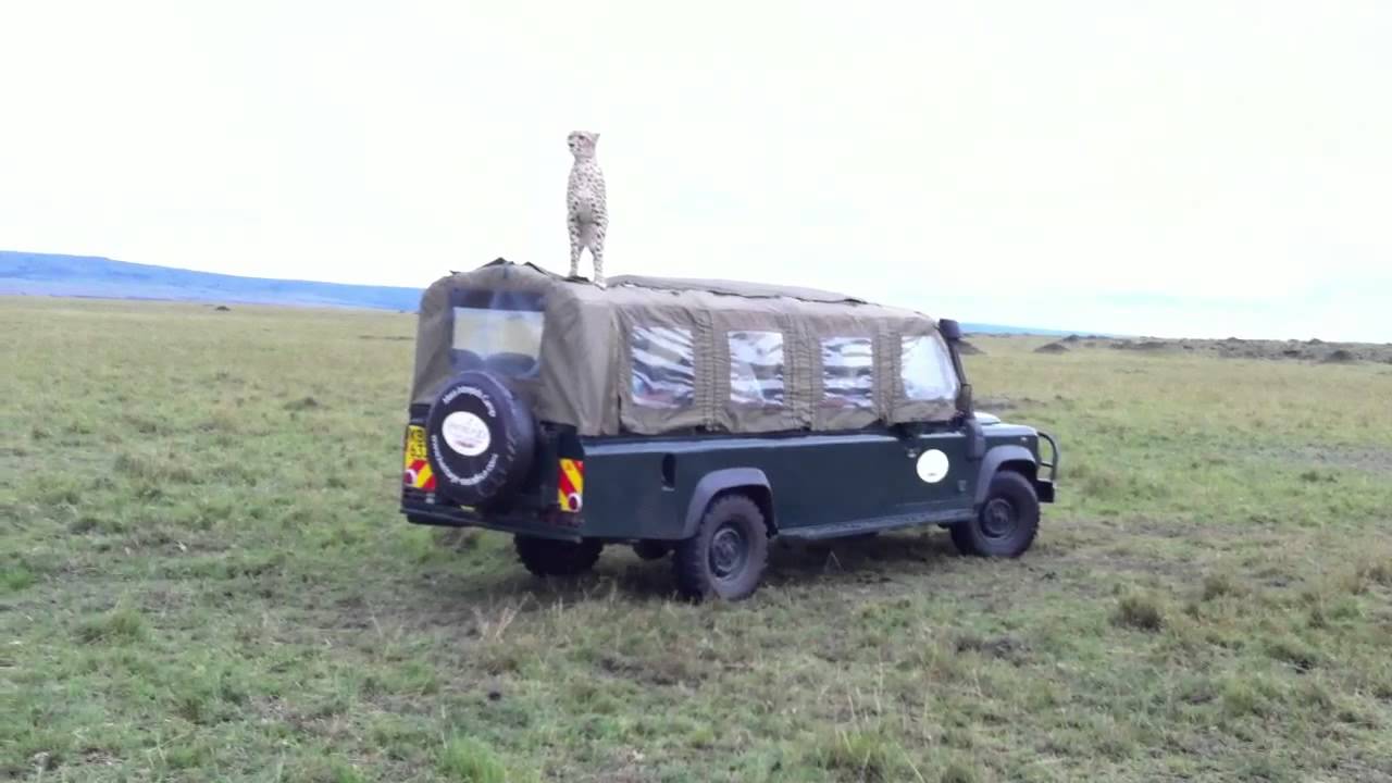 Cheetah jeep #4