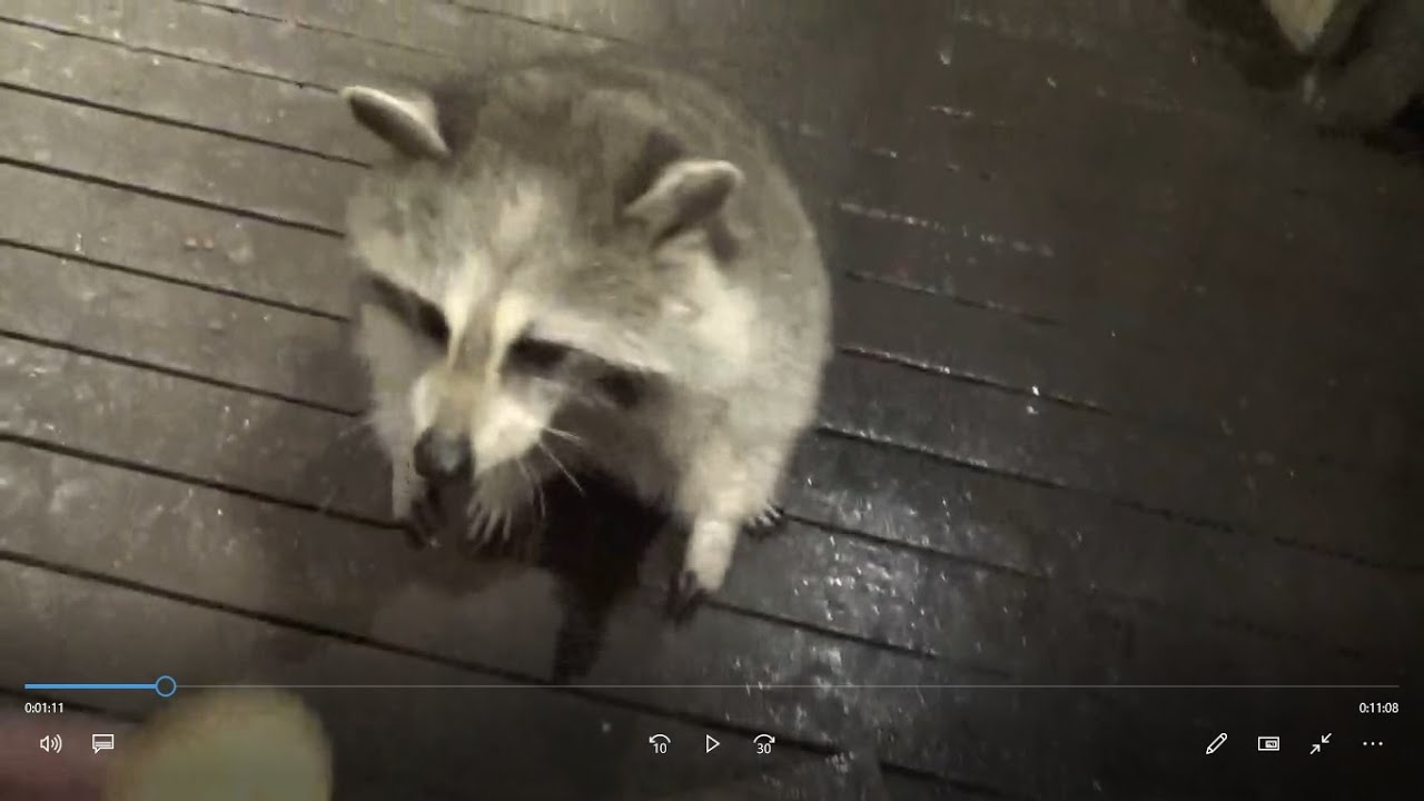 Saturday night raining again few raccoons