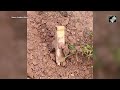 7 Explosives Planted By Maoists Defused In Controlled Explosion In Jharkhands Chaibasa - 01:05 min - News - Video
