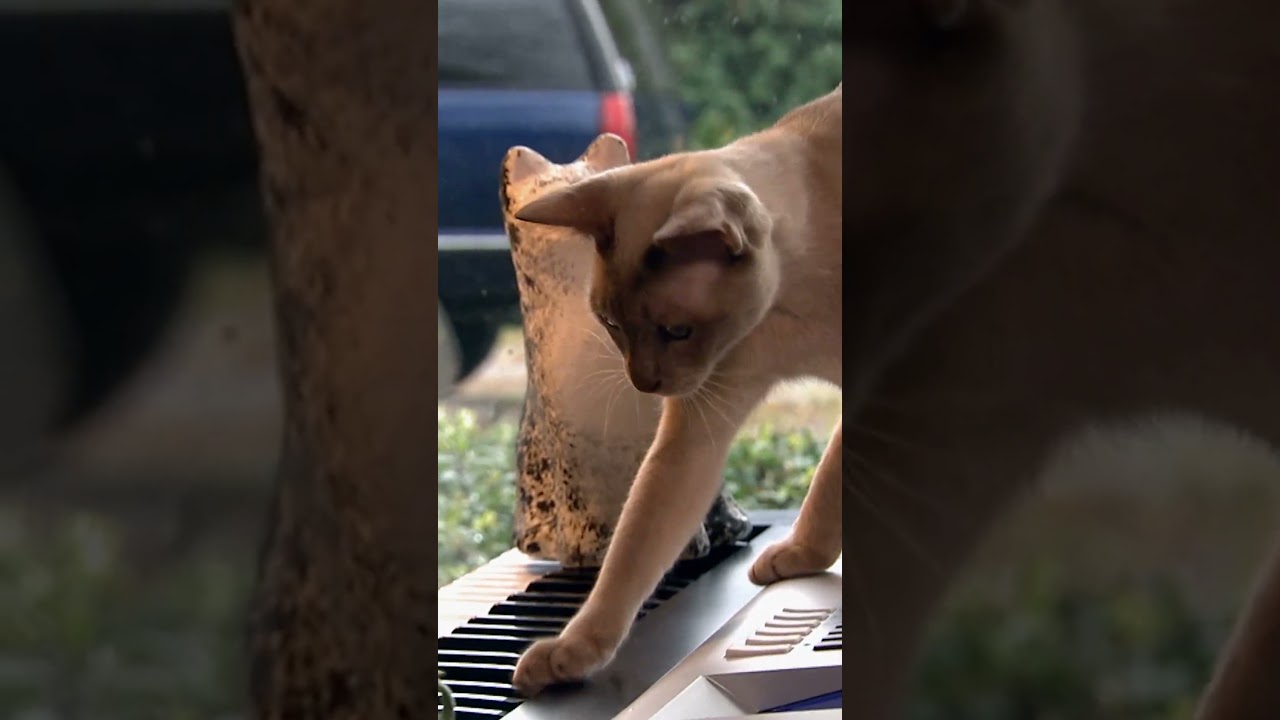 The Icy Blue Eyes of the Tonkinese Cat | Too Cute! | Animal Planet