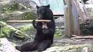 小黑熊靈活耍棍！令人大開眼界！