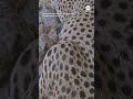 Cheetah cubs arrive at Smithsonian Zoo | ABC News