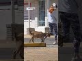 Part of the pack: Goat goes for a walk with a couple of dogs  - 00:42 min - News - Video