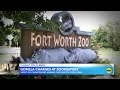 Gorilla charges and corners Texas zookeepers trapped in its enclosure  - 02:57 min - News - Video