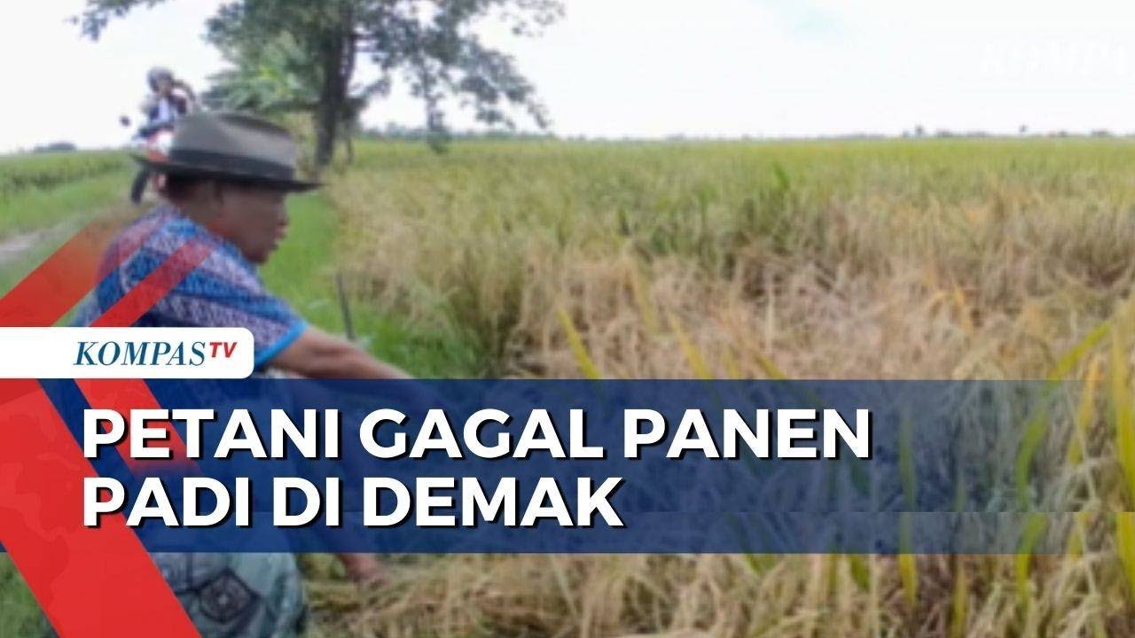 Padi Diserang Hama Wereng Coklat, Petani di Demak Gagal Panen