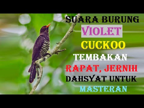 Suara burung violet cuckoo