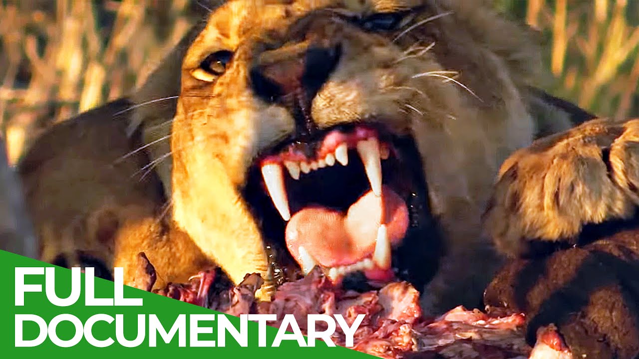 Pride in Battle - The Epic Story of Two Lion Brothers | Free Documentary Nature