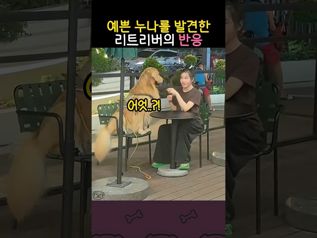 예쁜 누나를 발견한 리트리버의 반응ㅋㅋ