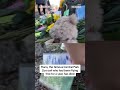 Central Park owl Flaco has died  - 00:24 min - News - Video