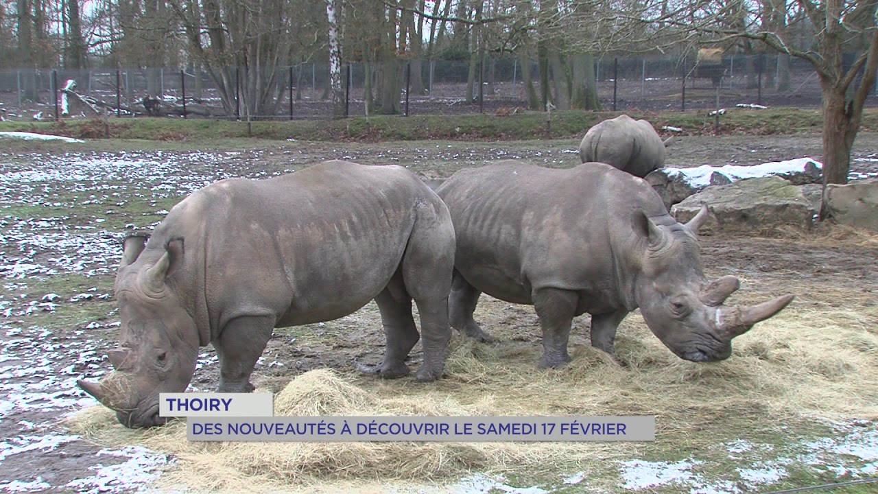 Loisirs : réouverture du zoo de Thoiry samedi 17 février