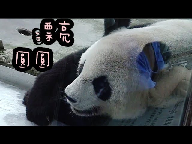 圓圓優雅休息中，圓圓說：冰床好涼爽|熊貓貓熊The Giant Panda Yuan Yuan and Yuan Bao|台北市立動物園