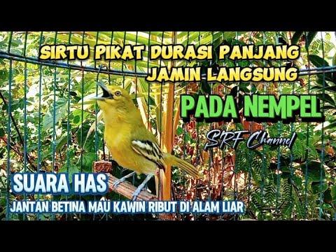 SUARA PIKAT BURUNG SIRTU/CIPOH RIBUT PALING AMPUH JAMIN LANGSUNG LENGET#sirtugacor@srfchannel3881
