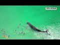 Super Exclusive: Rare Encounter: Majestic Whale Joins Swimmers at Australian Beach! | News9  - 01:57 min - News - Video