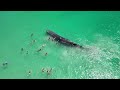 Super Exclusive: Rare Encounter: Majestic Whale Joins Swimmers at Australian Beach! | News9