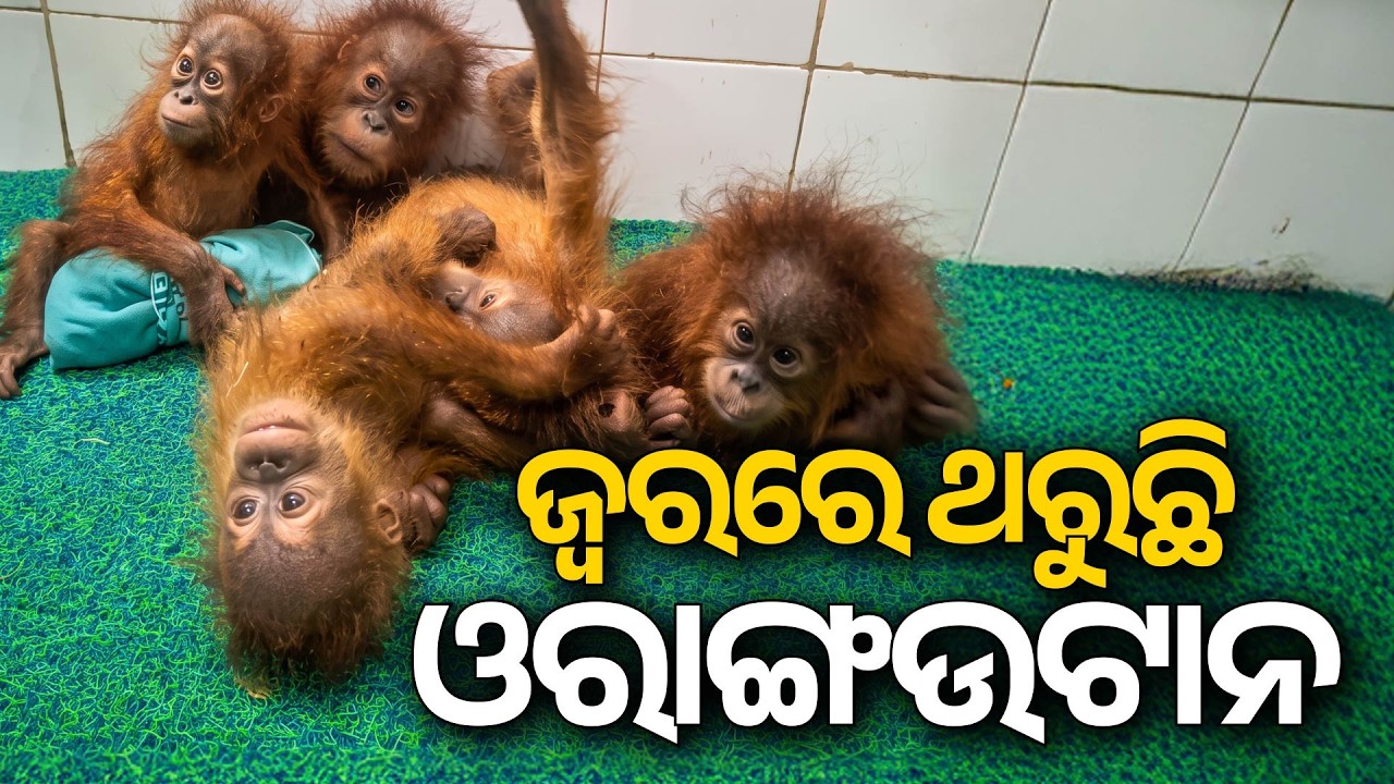 Rescued Baby Orangutans In Nandankanan Zoo | Health Update & Diet Change | Argus News