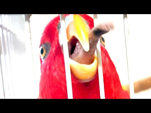 Upload mp3 to YouTube and audio cutter for Red birb “O Ha Yo-” download from Youtube