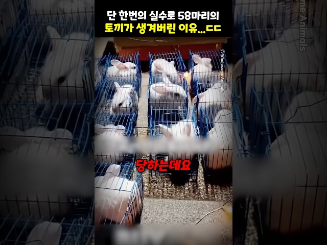 단 한번의 실수로 58마리의 토끼가 생겨버린 이유..ㄷㄷ