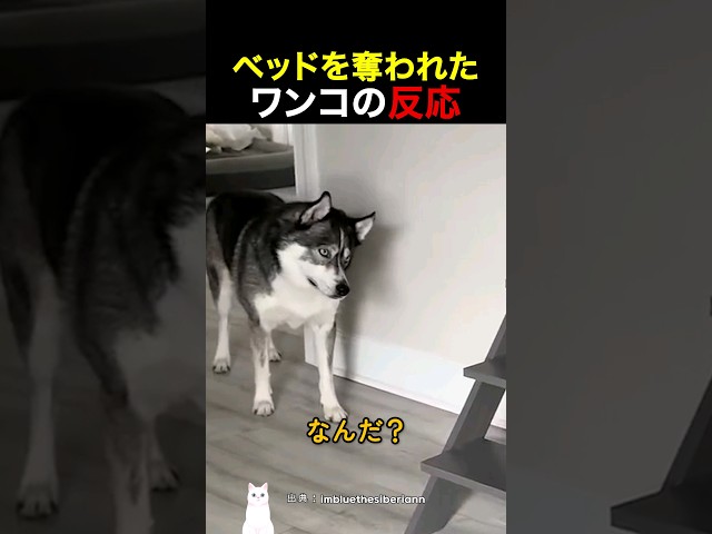 ベッドを奪われたワンコの反応