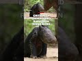 Critically endangered Sumatran rhino born  - 00:25 min - News - Video