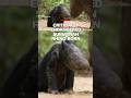 Critically endangered Sumatran rhino born