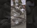 Britain’s annual swan count begins on the River Thames