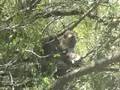 More of longtail macaques grooming in a tree