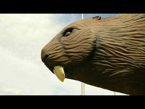 Upload mp3 to YouTube and audio cutter for The world's largest beaver lives in Alberta download from Youtube