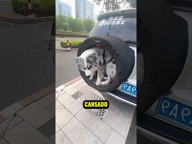 Ele Estava Cansado de o Seu Cachorro Fazer as Necessidades Dentro do Carro… 😅❤️