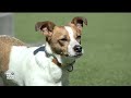 Supreme Court hears trademark case involving Jack Daniels and dog toys  - 04:39 min - News - Video