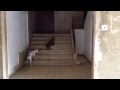 Кот выгуливает собаку