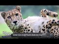 Why are cheetahs so fast? We share more about the fastest land animal! | Nightly News: Kids Edition