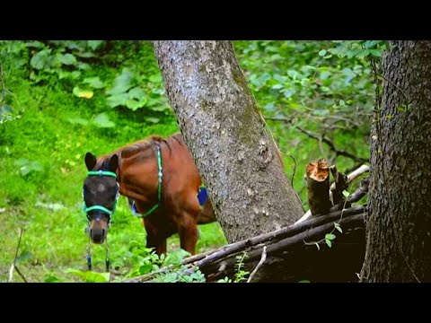 Hikers Found This Horse Alone in the Woods. Then They Looked At His Face and Realized…